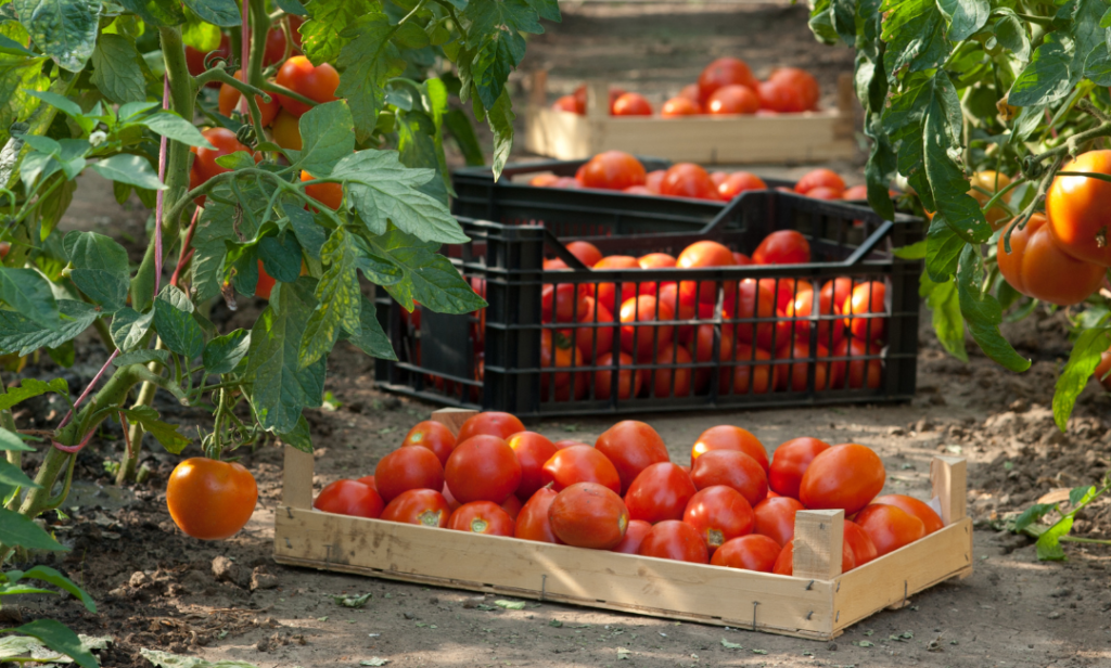 Composición nutricional del tomate