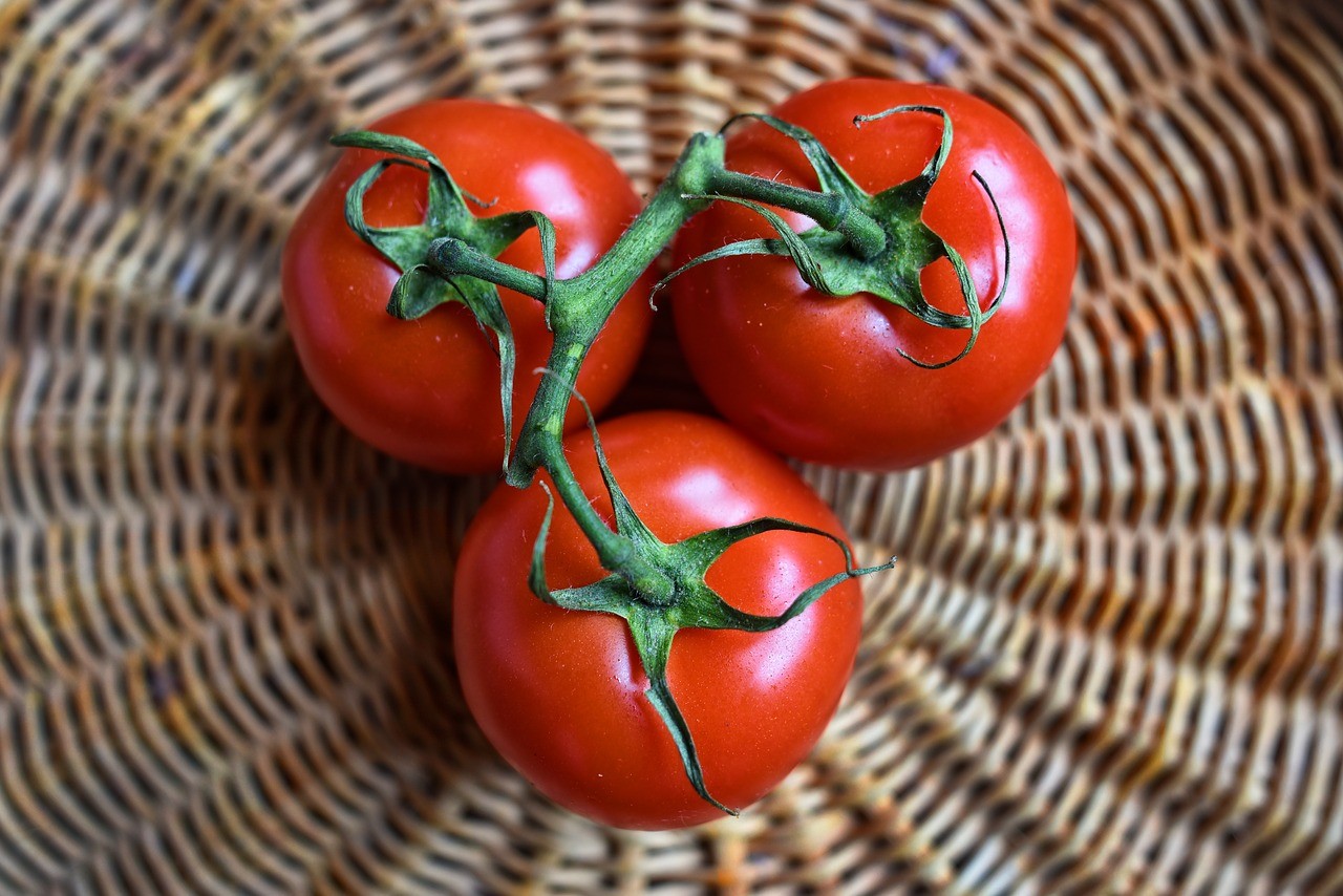 Cultivo del tomate en España