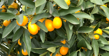 Kumquat